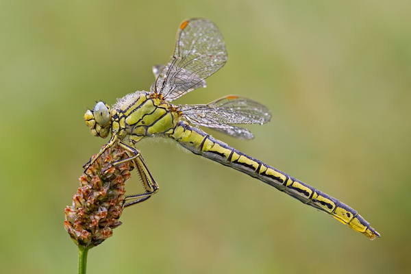 Westliche Keiljungfer, Gomphus pulchellus