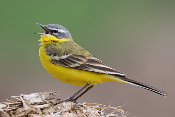 Wiesenschafstelze, Motacilla flava