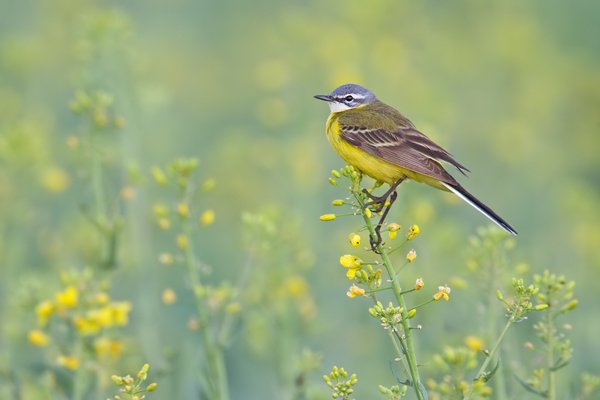 Wiesenschaftstelze, Matacilla flava