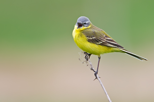 Wiesenschafstelze, Motacilla flava
