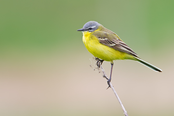 Wiesenschafstelze, Motacilla flava