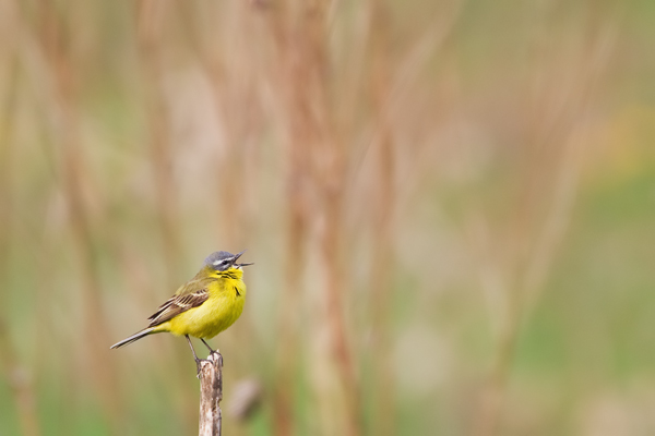 Wiesenschafstelze, Motacilla flava