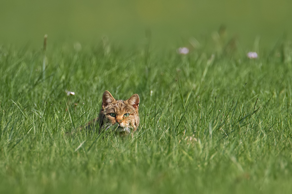 Europäische Wildkatze, Felis silvestris silvestris