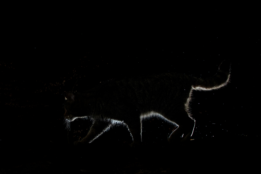 Widkatze, Felis silvestris