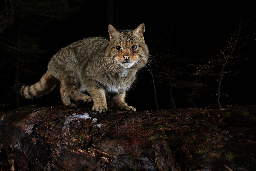 Widkatze, Felis silvestris