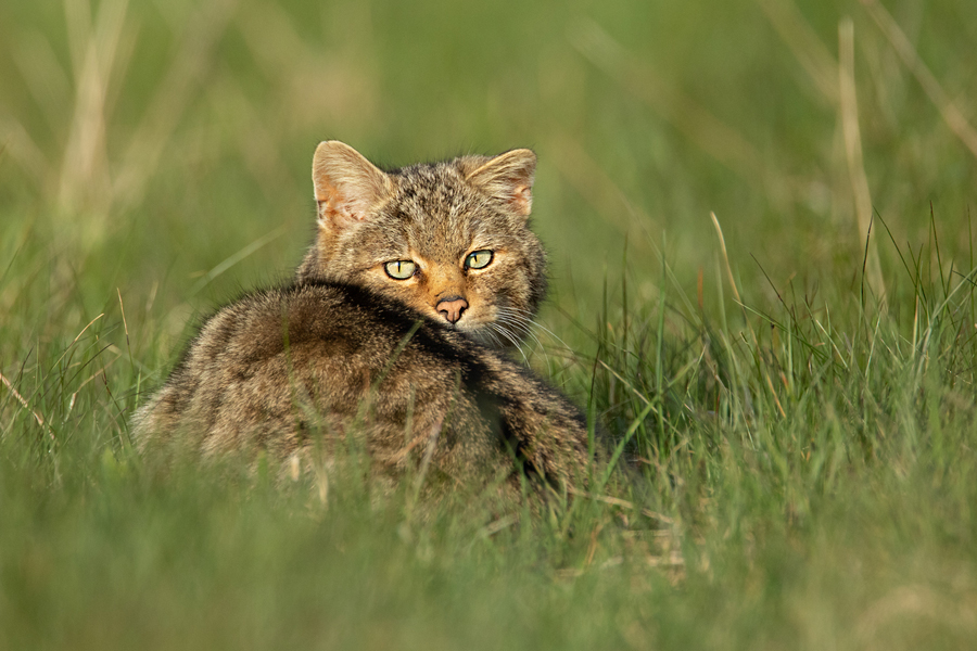 Widkatze, Felis silvestris