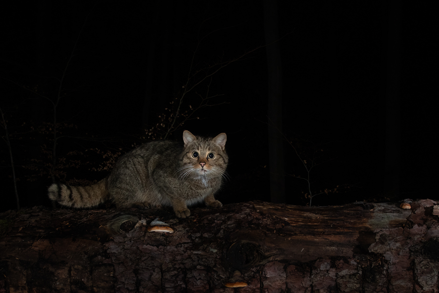 Widkatze, Felis silvestris