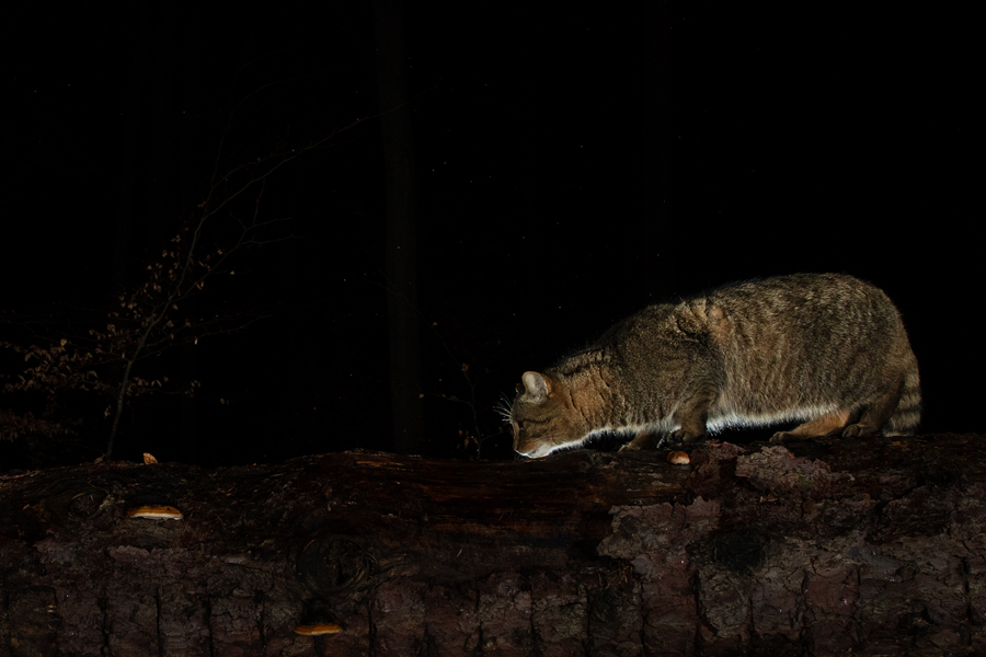 Widkatze, Felis silvestris