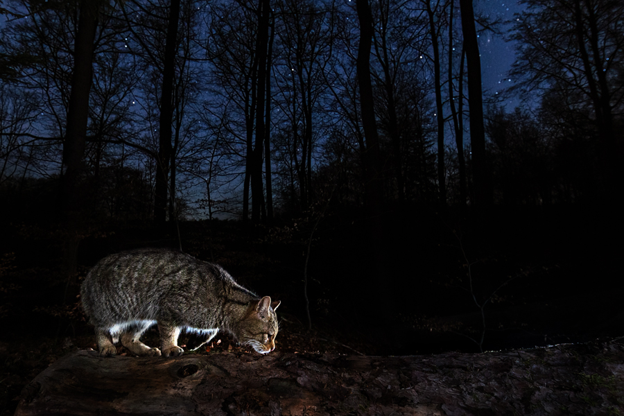 Widkatze, Felis silvestris