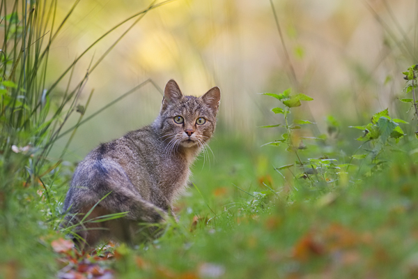 Europäische Wildkatze, Felis silvestris silvestris