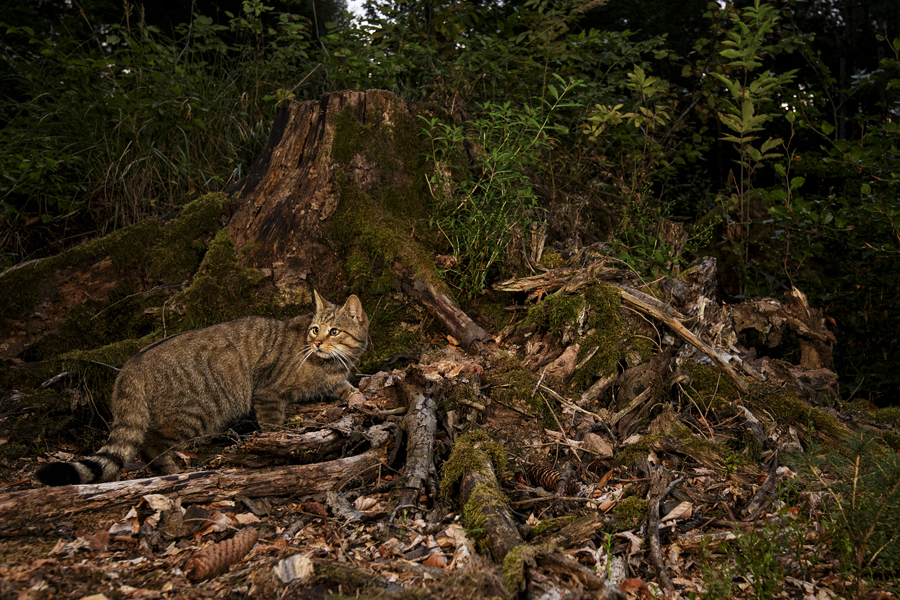 Widkatze, Felis silvestris