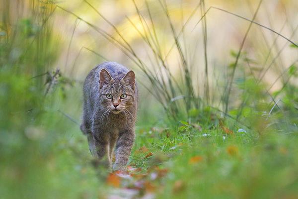 Wildkatze, Felis silvestris silvestris