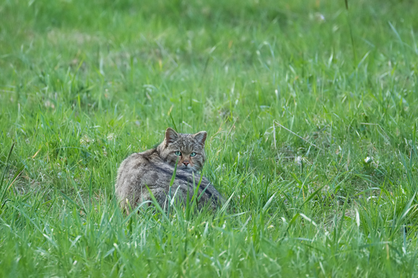 Europäische Wildkatze, Felis silvestris silvestris
