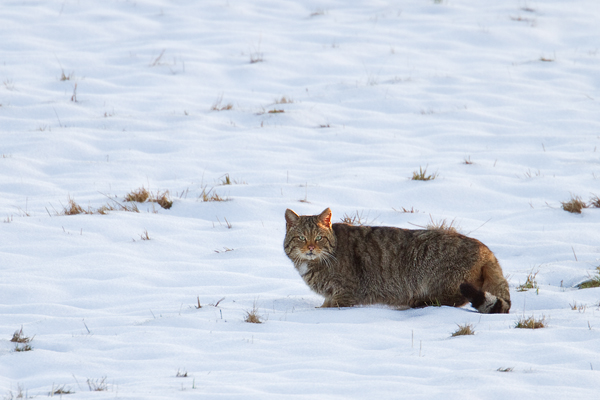 Wildkatze, Felis silvestris silvestris