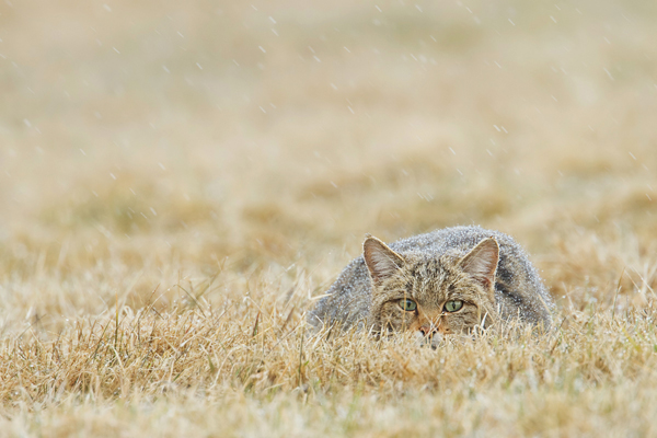 Wildkatze, Felis silvestris silvestris