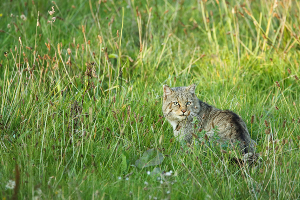 Wildkatze, Felis silvestris silvestris