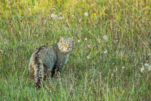 Wildkatze, Felis silvestris silvestris