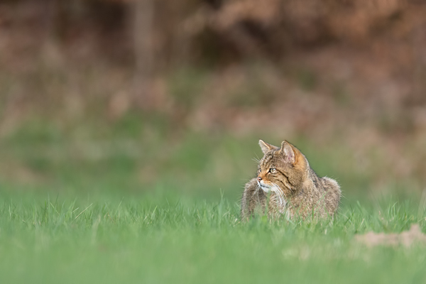 Wildkatze, Felis silvestris silvestris
