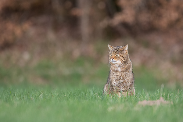 Wildkatze, Felis silvestris silvestris