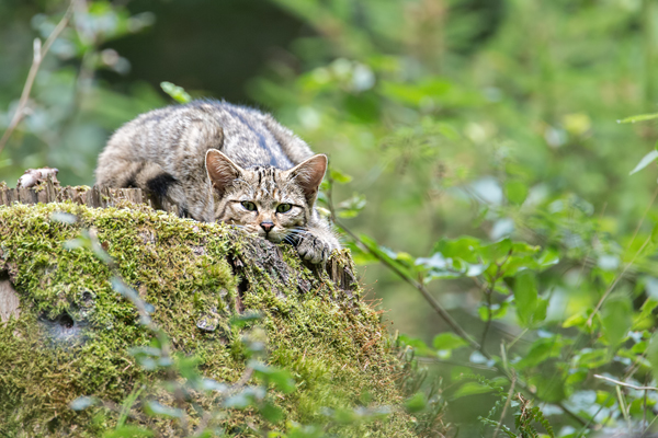 Wildkatze, Felis silvestris silvestris
