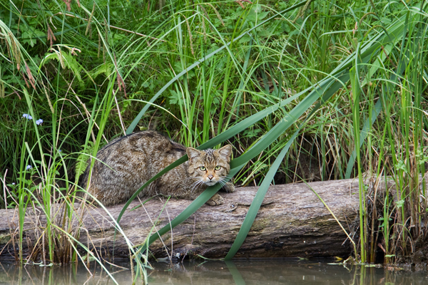 Europäische Wildkatze, Felis silvestris silvestris