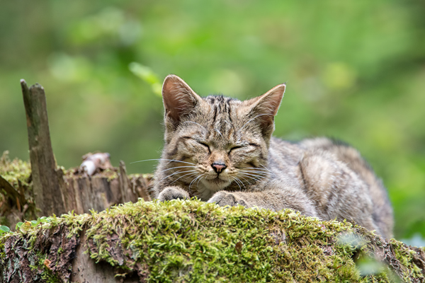 Wildkatze, Felis silvestris silvestris