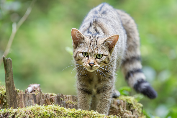 Wildkatze, Felis silvestris silvestris