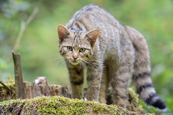 Wildkatze, Felis silvestris silvestris