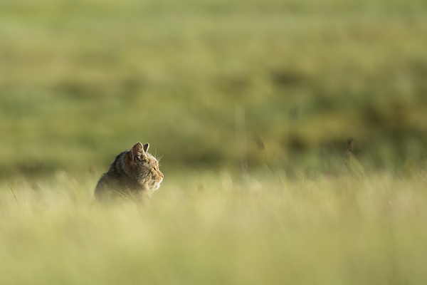 Wildkatze, Felis silvestris silvestris