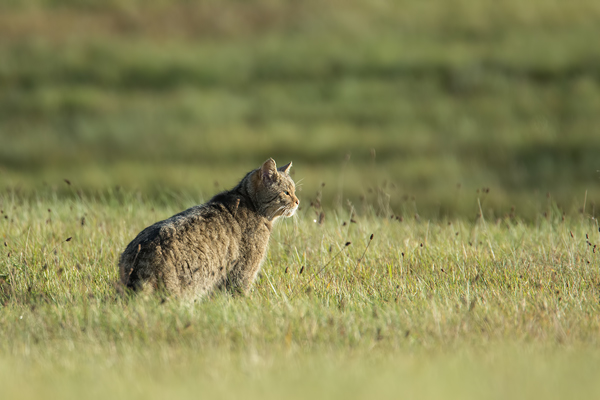 Wildkatze, Felis silvestris silvestris