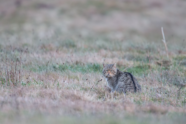 Wildkatze, Felis silvestris silvestris