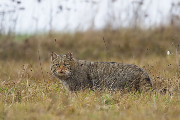 Wildkatze, Felis silvestris silvestris