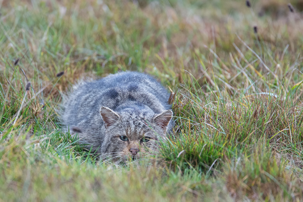 Wildkatze, Felis silvestris silvestris