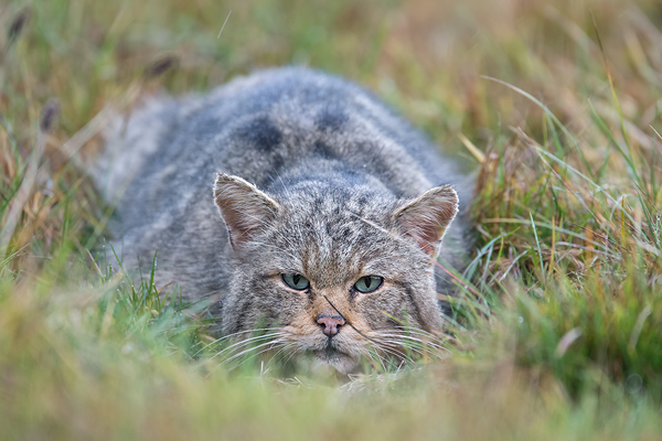 Wildkatze, Felis silvestris silvestris