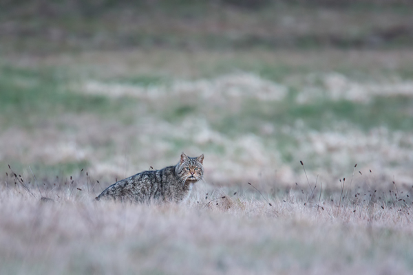 Wildkatze, Felis silvestris silvestris