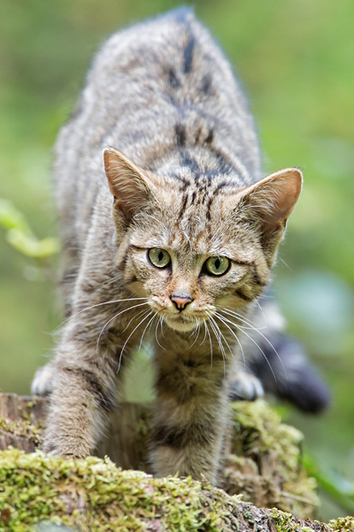 Wildkatze, Felis silvestris silvestris