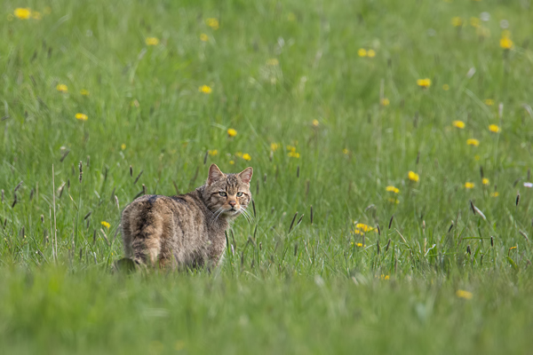 Wildkatze, Felis silvestris silvestris