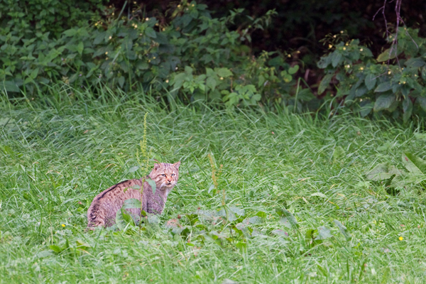 Wildkatze, Felis silvestris silvestris