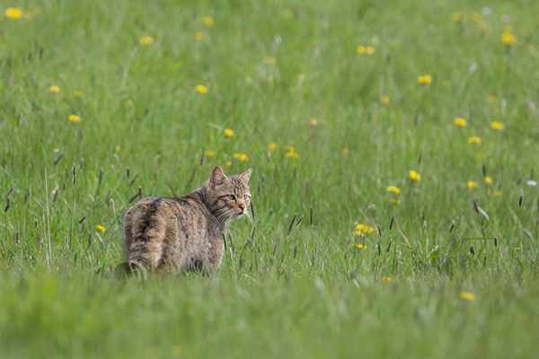 Wildkatze, Felis silvestris silvestris