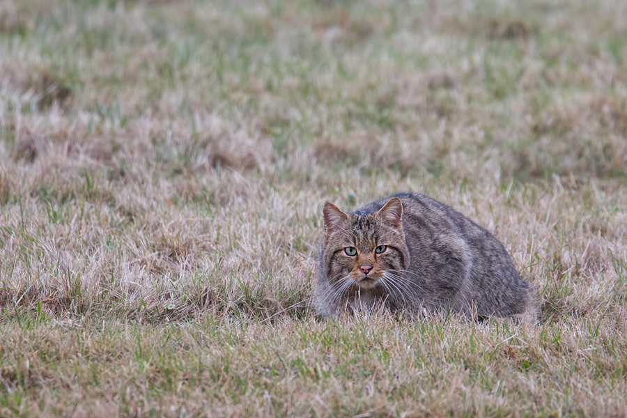 Wildkatze, Felis silvestris silvestris