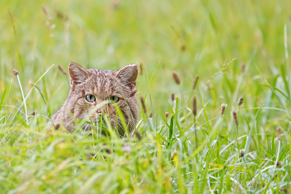 Europäische Wildkatze, Felis silvestris silvestris