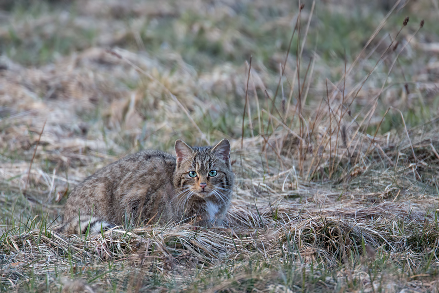 Wildkatze, Felis silvestris silvestris