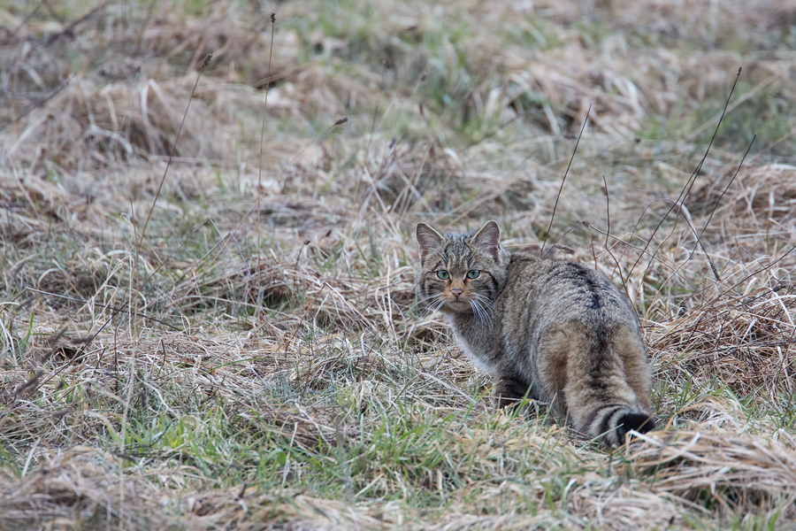Wildkatze, Felis silvestris silvestris