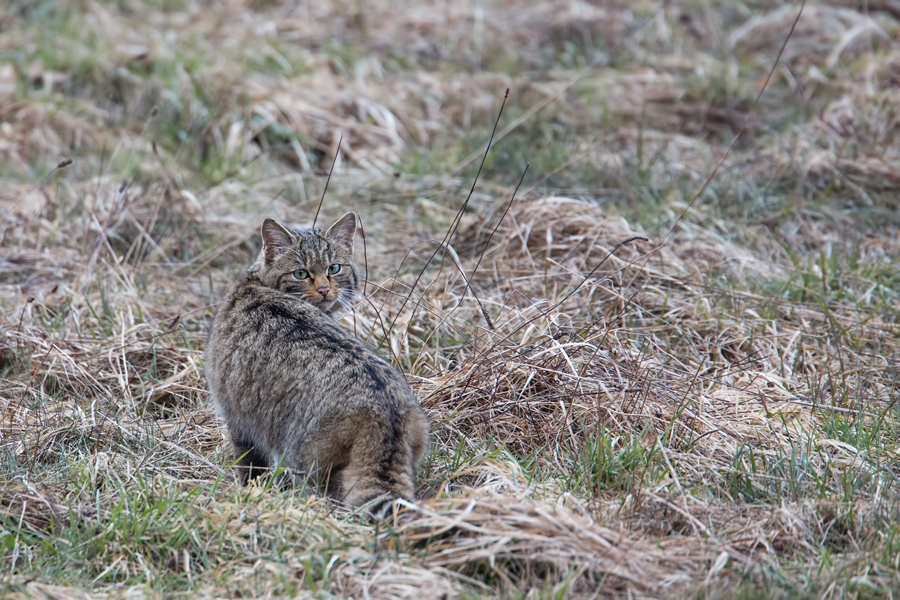 Wildkatze, Felis silvestris silvestris