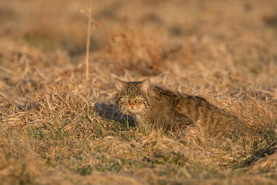 Wildkatze, Felis silvestris silvestris