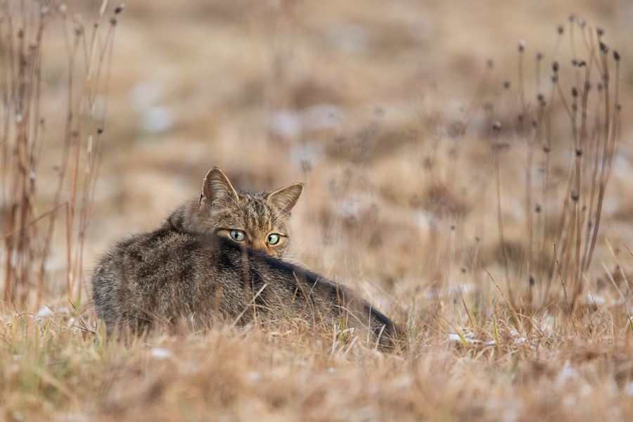 Wildkatze, Felis silvestris silvestris