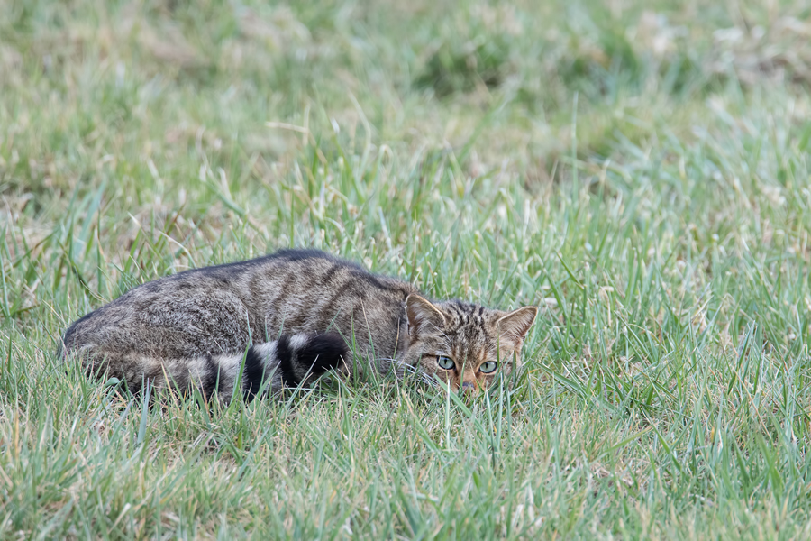 Wildkatze, Felis silvestris silvestris