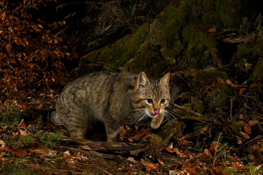 Wildkatze, Felis silvestris silvestris