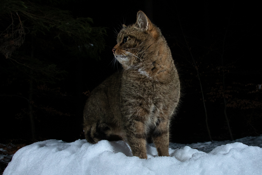 Widkatze, Felis silvestris