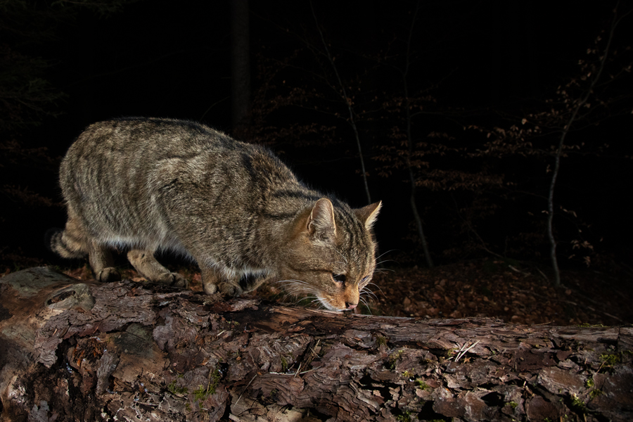 Widkatze, Felis silvestris